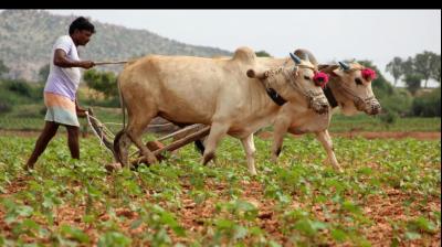 Union Budget 2024: No Legal Assurance on MSP for farmers 