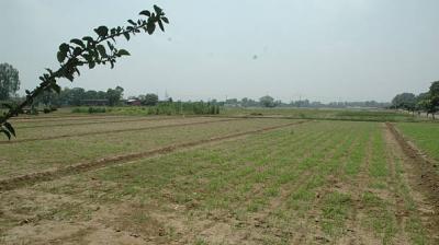 Experts are advising farmers to apply light irrigation to crops to maintain soil temperature and protect against freezing. File Photo.