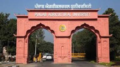 PAU Vice-Chancellor Dr Satbir Singh Gosal said that the university is focusing on climate-resilient and water-saving technologies to address depleting water tables. File Photo.