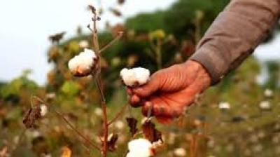 The funding will be channelled through the Cotton Corporation of India, which is responsible for purchasing cotton from farmers whenever market prices fall below the MSP.  File Photo.