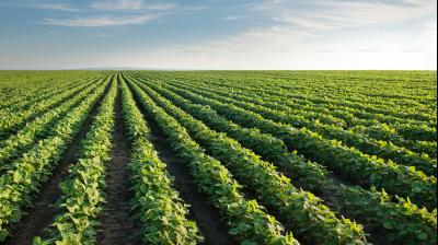 They emphasised that reliance on chemical fertilisers alone, without replenishing organic matter, has weakened soil fertility over time. File Photo.