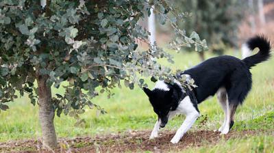 The original layout featured elements such as jump hurdles, a mini hill climb, training platforms, bridges and balance beams, along with sand pits, a water pond and portable toilets. File Photo.