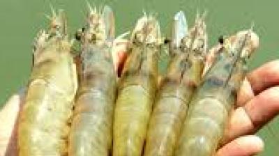 India, the “world's second-largest shrimp producer after Ecuador”, exported “5 billion USD worth of frozen shrimp” in FY 2024–25, with the U.S. buying nearly half.  File Photo.