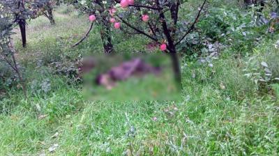 Jammu And Kashmir News: One Terrorist Killed In Gudar Forest Area In Kulgam, Operation Underway