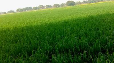 NPK and SSP supplies have also grown, ensuring that farmers have the inputs needed to meet their crop requirements. File Photo.