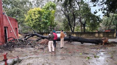 Punjab News: Strong Winds Cause Trees to Fall in Mohali