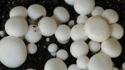 Dr Kanwar Barjinder Singh, Director of PAMETI, said that the programme is designed to empower women economically, noting that such independence 