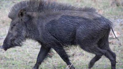 Chief Wildlife Warden Basanta Raj Kumar has acknowledged these grievances and said that the department will discuss 