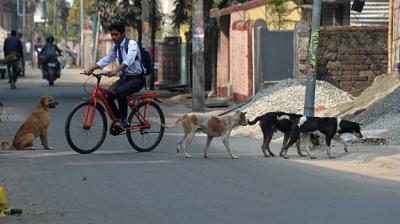 The proposed two-storey facility, spread across 1.7 acres in Sector 25, is designed to house nearly 1,980 dogs and will include a veterinary clinic and exercise zones. File Photo.