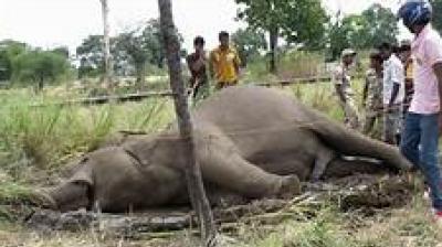 elephant elephant