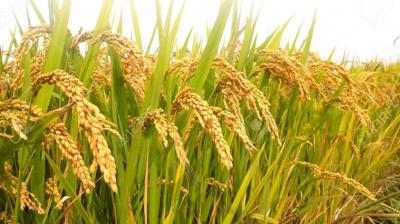 Both arrival and procurement of paddy surpass 150 Lakh Metric Tonne (LMT); Lakhs of farmers benefit from MSP