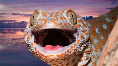 Two tokay geckos recovered
