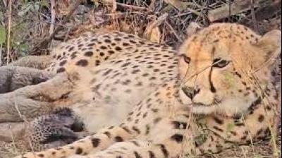 Authorities at Kuno National Park continue to monitor the cubs closely, providing a safe and supportive environment for them to grow. File Photo.