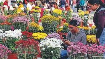 According to PAU's floriculture experts, this abundant flowering and robust growth make it especially suitable for landscaping, potted cultures, and gardens, as well as festive or decorative use. File Photo.