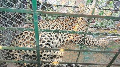 Leopard captured in J-K's Doda district
