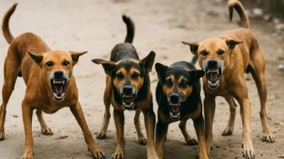 Punjab Expands Free Anti-Rabies Vaccination to Aam Aadmi Clinics, ensures timely initiation of treatment