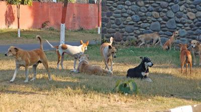 Toddler mauled to death by stray dogs in Chandigarh