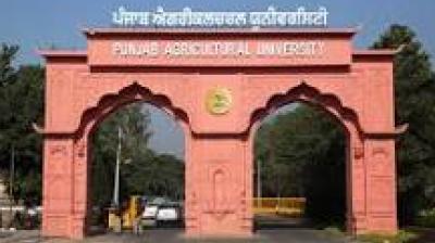 According to University officials, the disturbance would likely trigger gusty winds reaching speeds of 40–60 kmph, hailstorms with the potential for significant crop damage. File Photo.