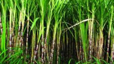 This subsidy will be paid directly to farmers on behalf of private sugar mills, ensuring immediate financial relief. File Photo.