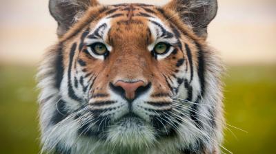 INTERPOL Commends Madhya Pradesh State Tiger Force for Convicting Notorious International Tiger Trafficker Tashi Sherpa Latest News: