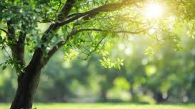 The order comes against the backdrop of alarmingly low forest coverage in both states, approximately 3.67% in Punjab and 3.63% in Haryana of the total geographical area.  File Photo.