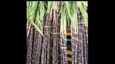 Government statements suggest that this revenue stream may help make the mill financially sustainable while also creating direct and indirect employment opportunities in the region. File Photo.