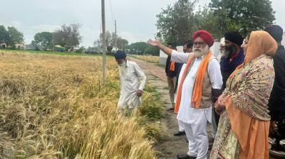 AAP MLA Inderjit Kaur reviews damaged crops