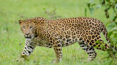 Leopard in Ludhiana News Leopard in Ludhiana News