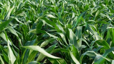 The successful trial demonstrated that hybrid seed can be produced effectively under Punjab's climatic conditions even during late Kharif. File Photo.