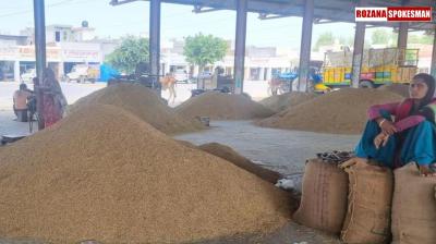 Haryana Government Procures Over 69,646 Metric Tons of Paddy Amid Rice Millers' Strike Haryana Government Procures Over 69,646 Metric Tons of Paddy Amid Rice Millers' Strike