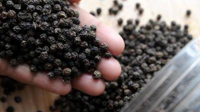 Spices rule steady in weak trade