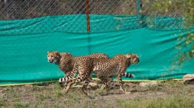The newly arrived group, including six females and three males, has been placed in quarantine enclosures where they will undergo health checks and acclimatisation before a phased release into the wild.  File Photo.