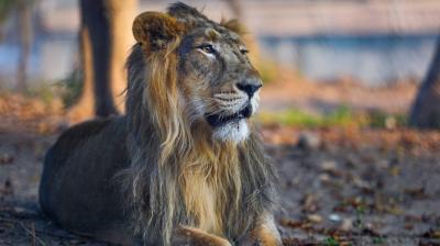 Lions & Tigers Transferred from Gujarat, Tamil Nadu to Jammu and Kashmir's Jambo Zoo