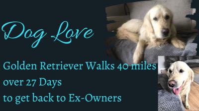Golden Retriever 