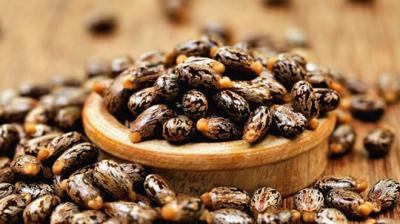 Castor seeds bold