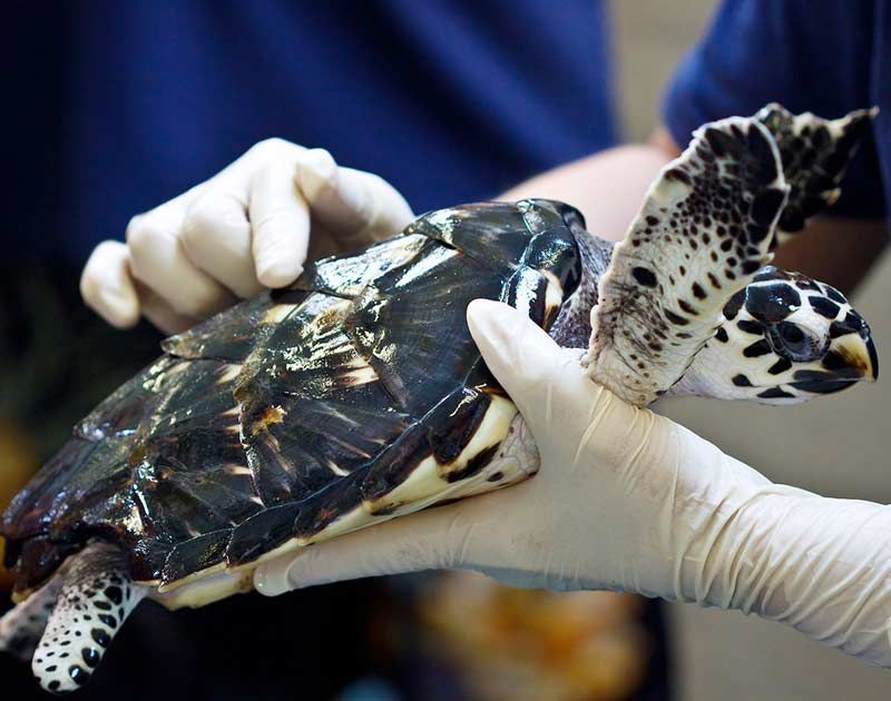 Turtles have been sent to the Turtle Rehabilitation Centre