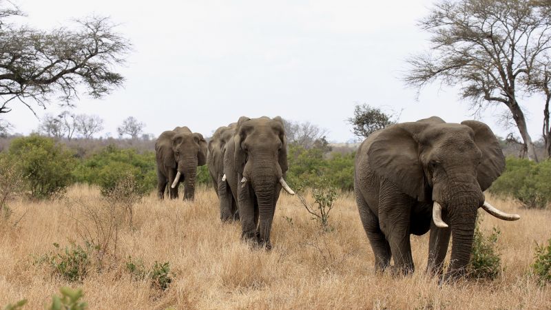 Forest department has recovered a pair of elephant tusks