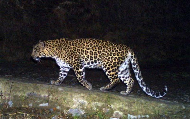 Efforts were on to catch the leopard and a big cage has been placed outside the village