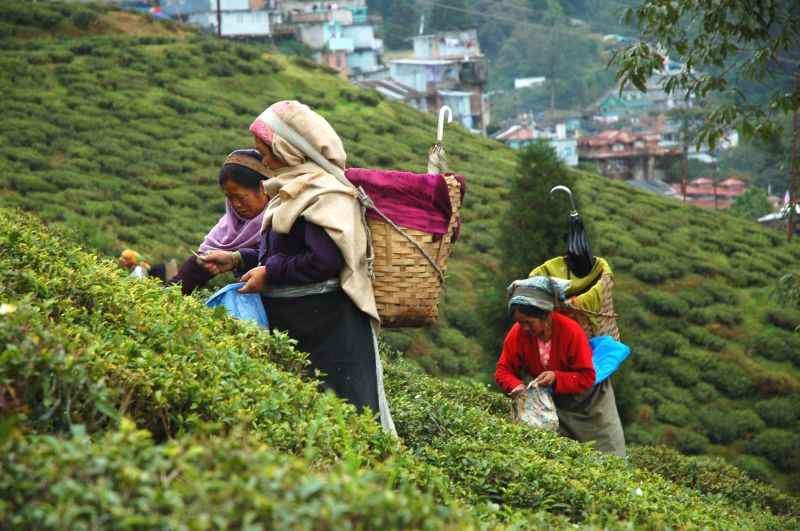 Banerjee also lambasted the culture of strike at the tea gardens