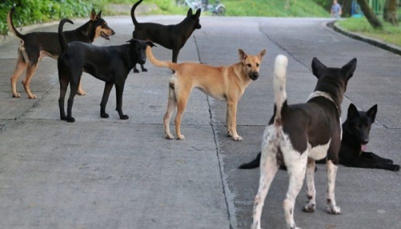 Boy was surrounded and attacked by the dogs