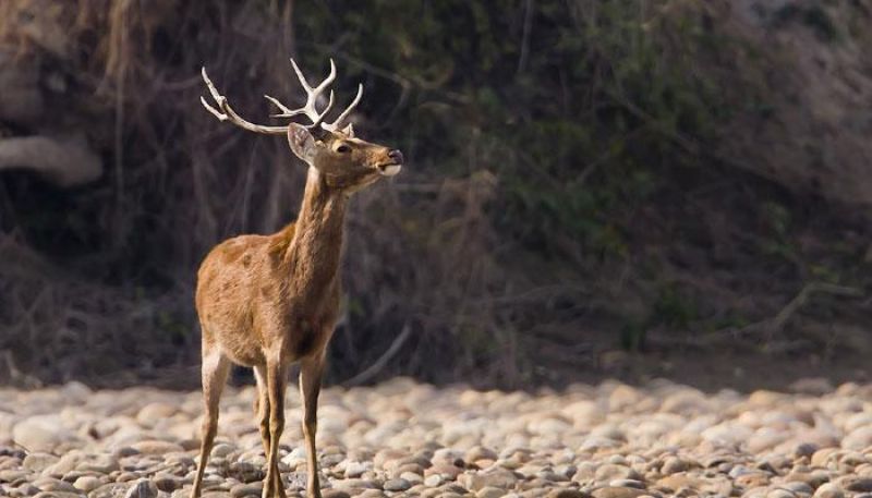 Deer strayed into a village from a forest in West Singhbhum district