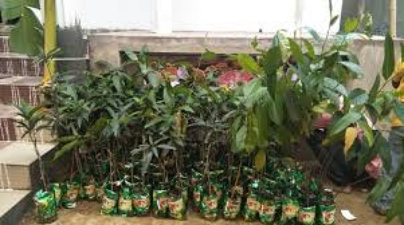  1001 saplings as wedding gift