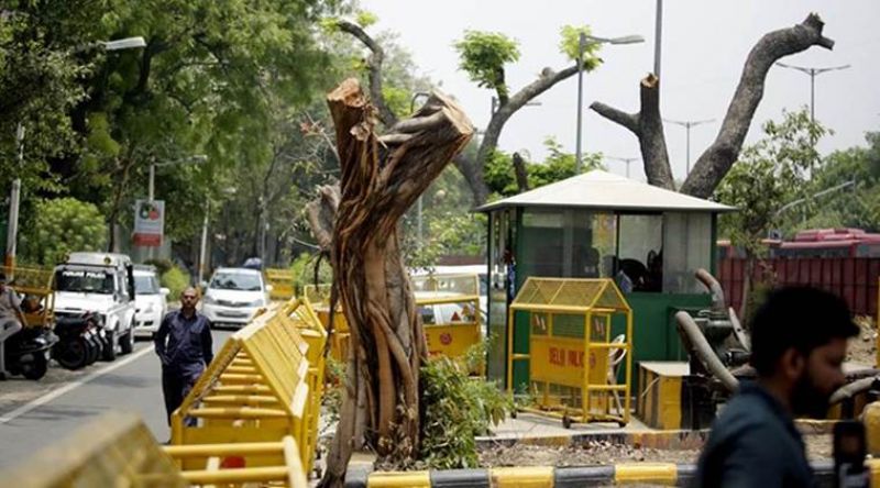 No felling, cutting, destruction of the trees till further order