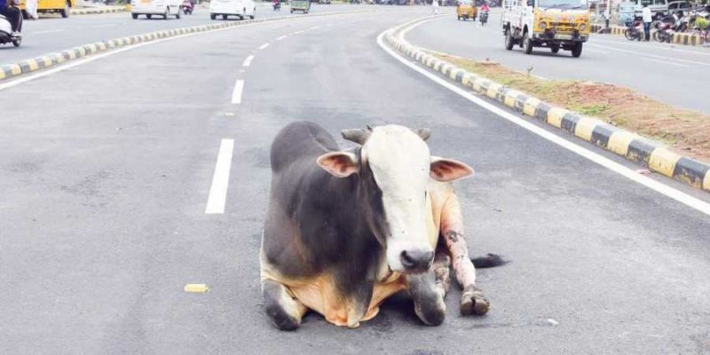 PIL against cattle menace on highways