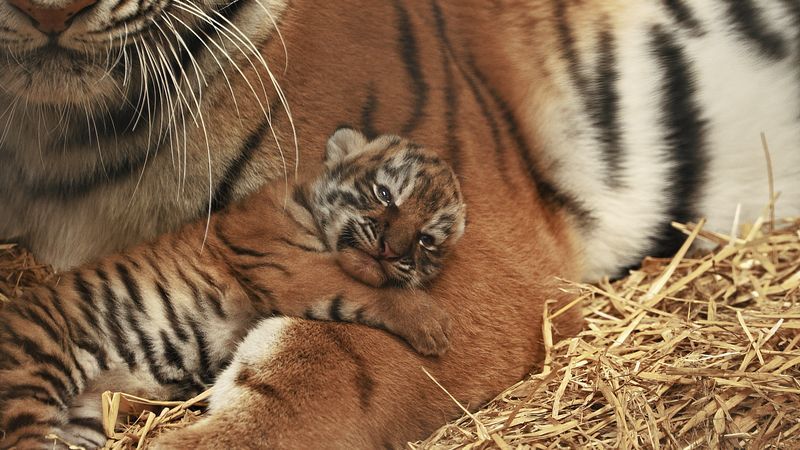 A four-month-old tiger cub has gone missing