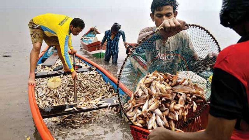 Goa govt bans fish imports for 6 months