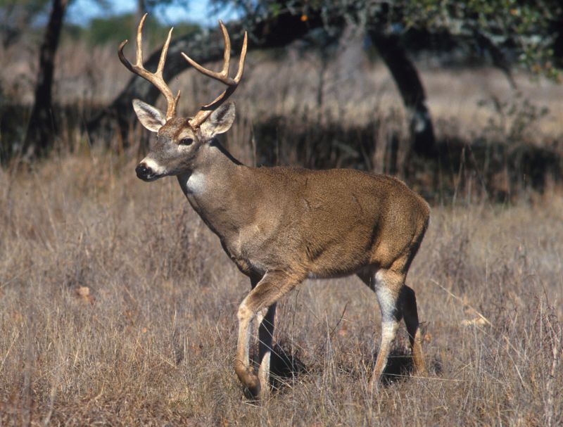 Villagers then killed the deer to have a feast