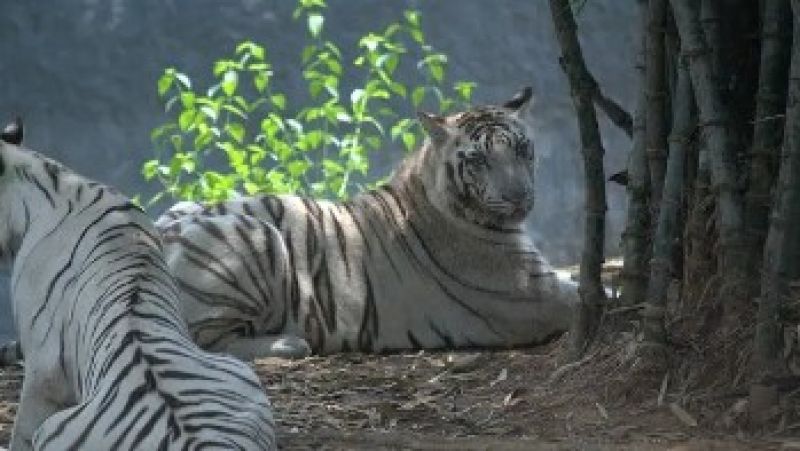 Chhatbir Zoo
