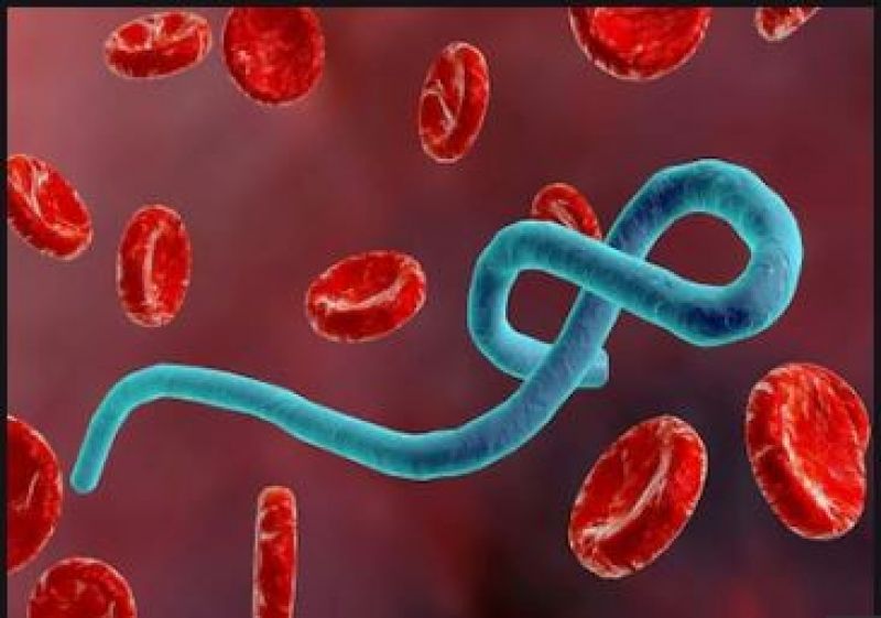 Ebola virus