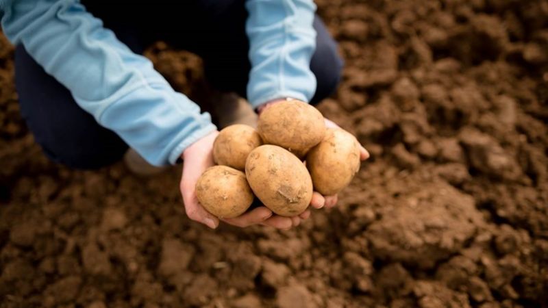  Initiatives to Help State’s Distressed Potato Growers